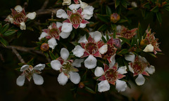 Leptospermum arachnoides