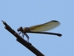 Euphaea