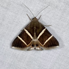 Grammodes justa