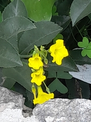 Oxalis pes-caprae