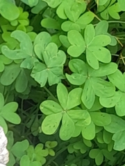 Oxalis pes-caprae