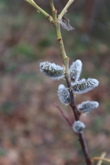 Salix
