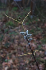 Salix