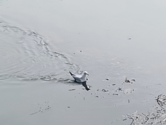 Chroicocephalus ridibundus