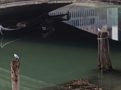 Chroicocephalus ridibundus