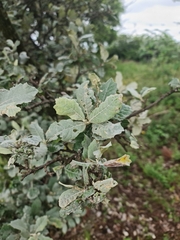 Brachylaena rotundata