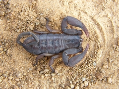 Hadogenes trichiurus