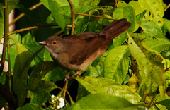 Rubigula erythropthalmos