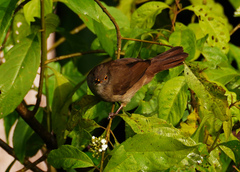Rubigula erythropthalmos