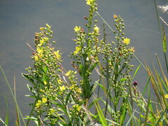 Lysimachia davurica