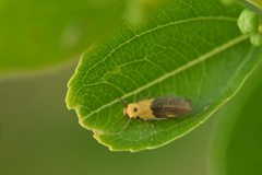 Stathmopoda auriferella