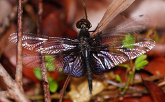 Rhyothemis triangularis