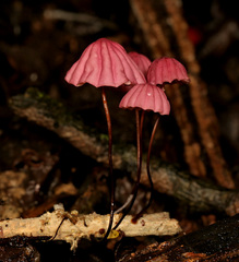 Marasmius haematocephalus