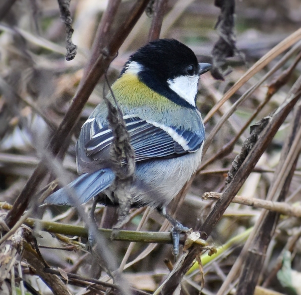 Cinereous Tit