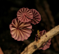 Marasmius haematocephalus