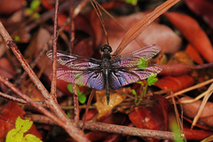 Rhyothemis triangularis