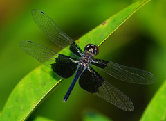 Rhyothemis triangularis