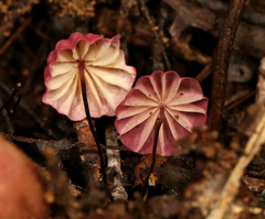 Marasmius haematocephalus
