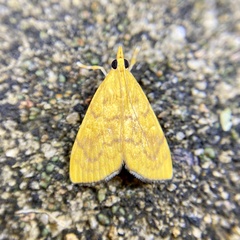 Hyalobathra brevialis