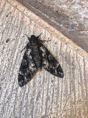 Cocytius antaeus