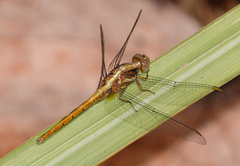Orthetrum