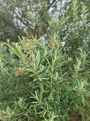Buddleja saligna
