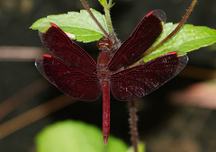 Neurothemis