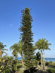 Araucaria