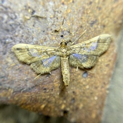 Hydriris ornatalis