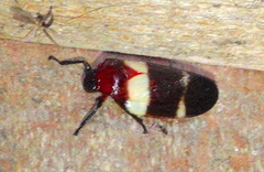 Sphenorhina