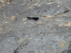 Aristocypha fenestrella