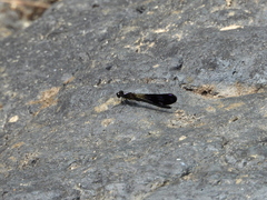 Aristocypha fenestrella