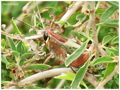 Heteracris calliptamoides