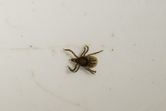 Ixodes ricinus