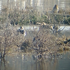 Gallinago gallinago