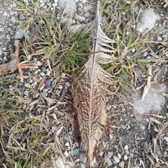 Phasianus colchicus