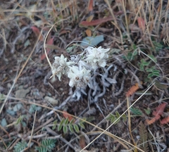 Leontopodium