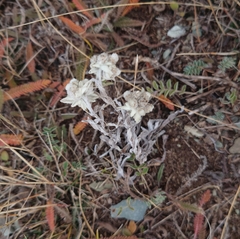 Leontopodium