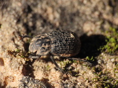 Trox perlatus