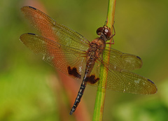 Hydrobasileus croceus