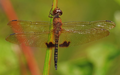 Hydrobasileus croceus