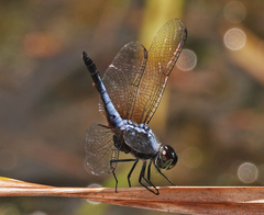 Aethriamanta gracilis