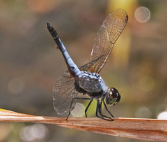 Aethriamanta gracilis