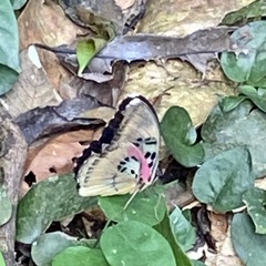 Euphaedra acuta