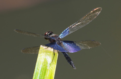 Rhyothemis triangularis