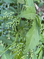 Sambucus
