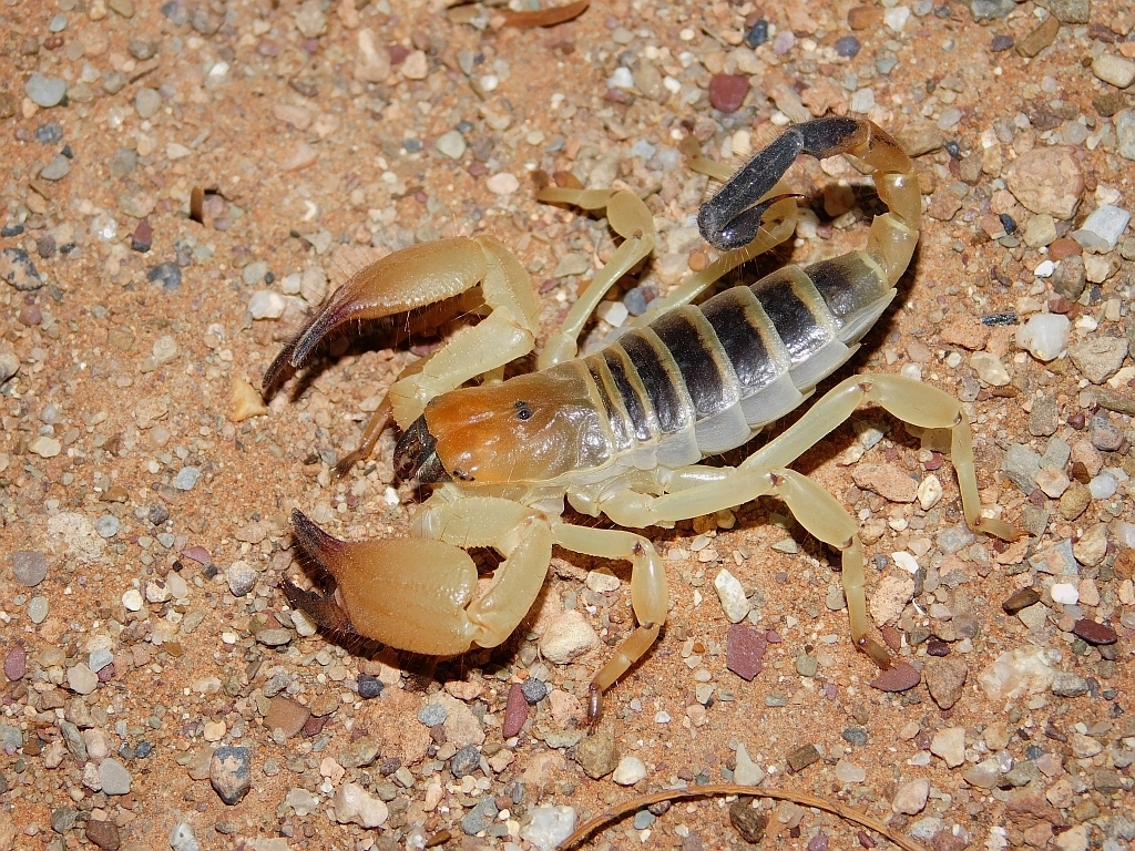 Southern African Burrowing Scorpions
