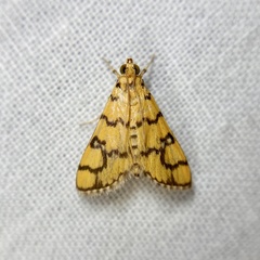 Glycythyma leonina