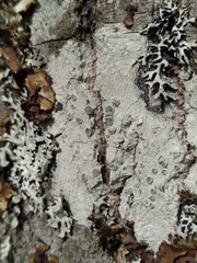 Lecanora caesiorubella