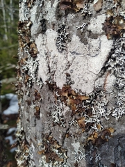 Lecanora caesiorubella